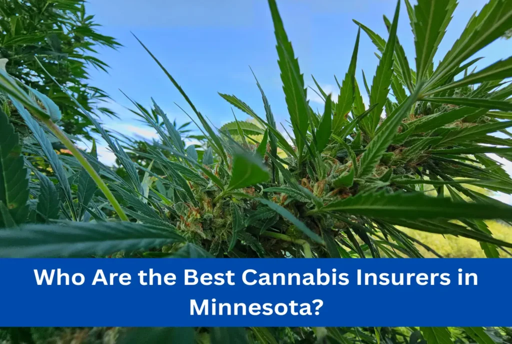 Who Are the Best Cannabis Insurers in Minnesota?