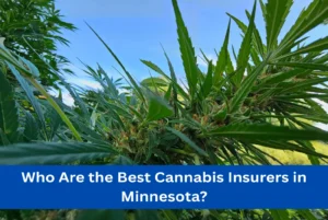 Who Are the Best Cannabis Insurers in Minnesota?