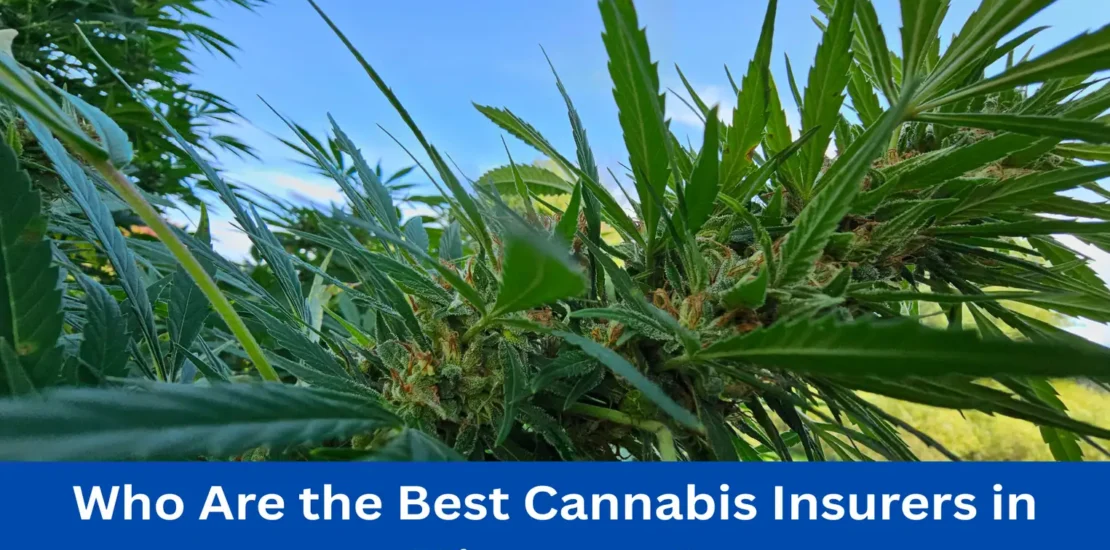 Who Are the Best Cannabis Insurers in Minnesota?